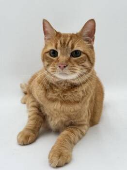 Pip -  Domestic Short Hair Cat for Adoption in Bowling Green, Kentucky - Pip | PetCurious