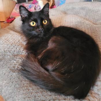 Slim Chickens -  Domestic Long Hair Cat for Adoption in Indianapolis, Indiana - Slim Chickens | PetCurious