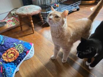 Ragnar -  Domestic Short Hair Cat for Adoption - Ragnar | PetCurious