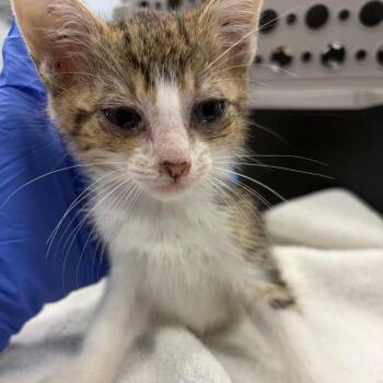 Domestic Short Hair Cats Available for Adoption in Milton, Florida - ARLO | PetCurious