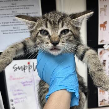 Domestic Short Hair Cats Available for Adoption in Birmingham, Alabama - Jonah | PetCurious