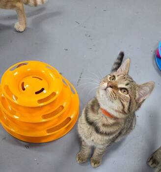 Rescue Tabby Cats for Adoption in Mount Airy, North Carolina - Wayne | PetCurious