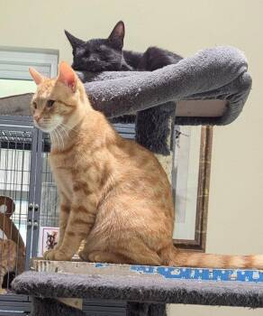 Pizzazz -  Tabby and Domestic Short Hair Cat for Adoption in Ocala, Florida - Pizzazz | PetCurious