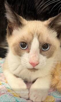 Bandit -  Snowshoe Cat for Adoption in Kalama, Washington - Bandit | PetCurious