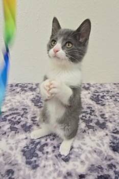 Gumdrop -  Domestic Short Hair Cat for Adoption in Red Wing, Minnesota - Gumdrop | PetCurious