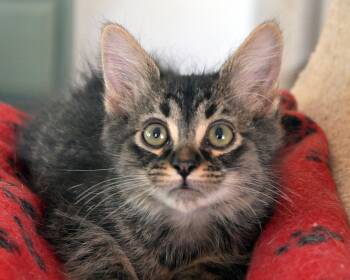 Rescue Domestic Short Hair Cats for Adoption in Corrales, New Mexico - Murphy | PetCurious