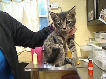 BOMBI -  Domestic Short Hair Cat for Adoption in Cookeville, Tennessee - BOMBI | PetCurious