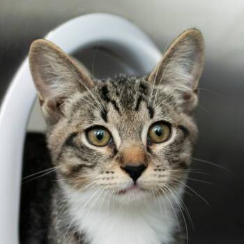 Kit Kat -  Domestic Short Hair Cat for Adoption in Middletown, Rhode Island - Kit Kat | PetCurious