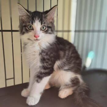 Alden -  Domestic Long Hair Cat for Adoption in Lexington, Kentucky - Alden | PetCurious