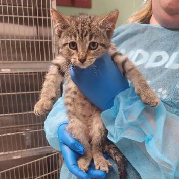 Freddy -  Domestic Short Hair Cat for Adoption in Indianapolis, Indiana - Freddy | PetCurious