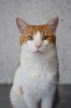Domestic Short Hair Cats Available for Adoption in Champaign, Illinois - Butterscotch | PetCurious