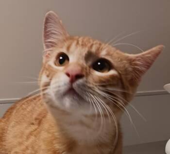 Tatum -  Domestic Short Hair Cat for Adoption in Oakland, California - Tatum | PetCurious