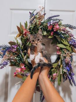 Muffin -  Tabby Cat for Adoption in Goodyear, Arizona - Muffin | PetCurious