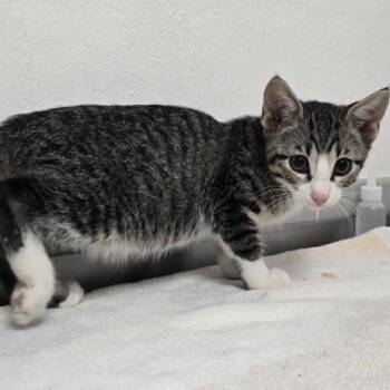 Dominican -  Domestic Short Hair Cat for Adoption in Austin, Texas - Dominican | PetCurious