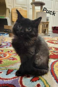 Rescue Domestic Medium Hair Cats for Adoption in Abbotsford, British Columbia - Puck | PetCurious