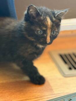Aang -  Domestic Short Hair Cat for Adoption in Milltown, New Jersey - Aang | PetCurious