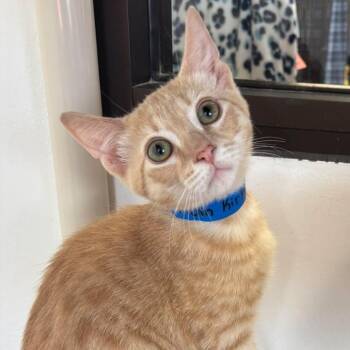 Captain Kirk -  Domestic Short Hair Cat for Adoption in Buffalo, New York - Captain Kirk | PetCurious
