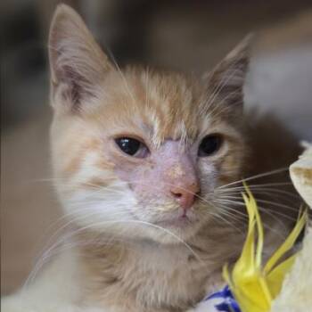 Mandarin -  Domestic Short Hair Cat for Adoption in Westland, Michigan - Mandarin | PetCurious