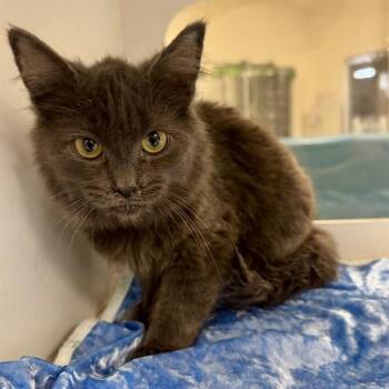 Domestic Short Hair Cats Available for Adoption - PEEP | PetCurious