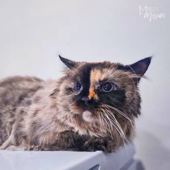 Rescue Himalayan and Manx Cats for Adoption in Spokane, Washington - Janus | PetCurious