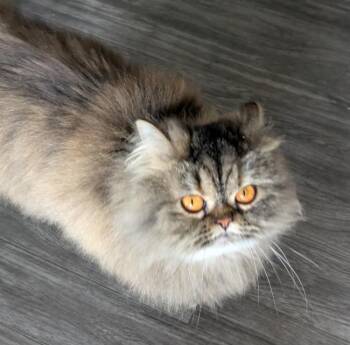 Persian Cats Available for Adoption in Kenosha, Wisconsin - WINIFRED | PetCurious
