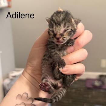 Adilene -  Domestic Short Hair Cat Available for Adoption in Huntsville, Alabama - Adilene | PetCurious