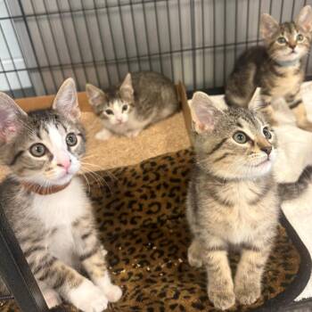 Cadbury Cream Egg -  Domestic Medium Hair Cat for Adoption in East Hanover, New Jersey - Cadbury Cream Egg | PetCurious