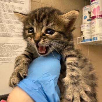 Peach Bellini -  Domestic Short Hair Cat for Adoption in Troy, Virginia - Peach Bellini | PetCurious