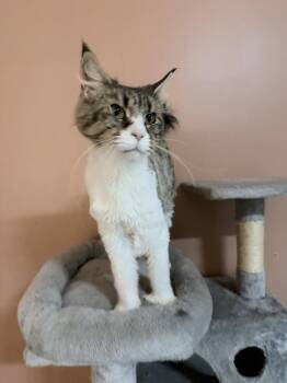 Zenita -  Maine Coon Cat for Adoption in Absecon, New Jersey - Zenita | PetCurious