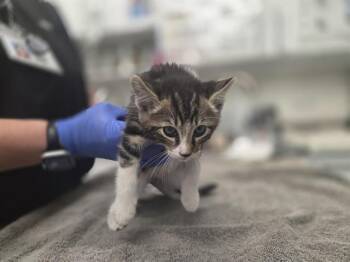 BRYCE -  Domestic Short Hair Cat for Adoption in Antioch, California - BRYCE | PetCurious