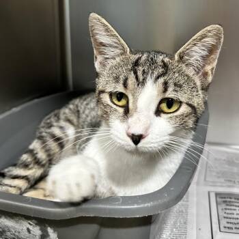 Pudding -  Domestic Short Hair Cat for Adoption in Newport, North Carolina - Pudding | PetCurious