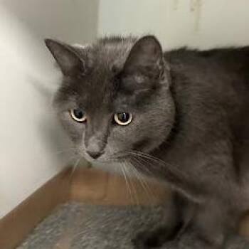 Clyde -  Domestic Short Hair and Mixed Breed Cat for Adoption in Jeffersonville, Indiana - Clyde | PetCurious