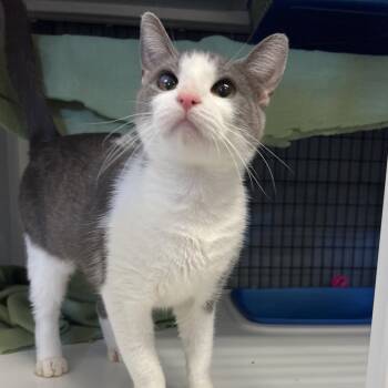 Domestic Short Hair Cats Available for Adoption in Ruckersville, Virginia - Chicken Nugget | PetCurious
