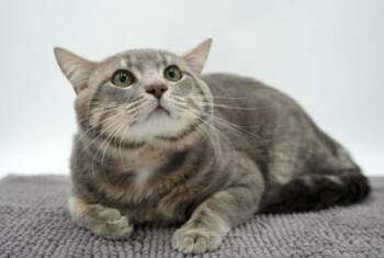 Lucky -  Domestic Short Hair Cat for Adoption in Bowling Green, Kentucky - Lucky | PetCurious