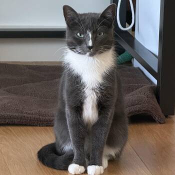 American Shorthair Cats Available for Adoption - Ravioli | PetCurious