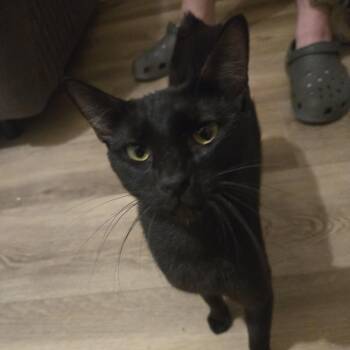 Evee -  Manx Cat for Adoption in Liverpool, Texas - Evee | PetCurious
