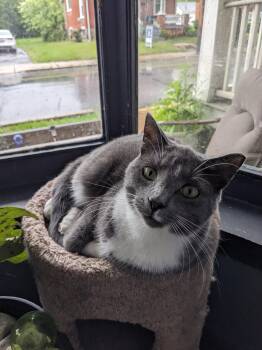 Rescue Domestic Short Hair Cats for Adoption in Atglen, Pennsylvania - Ollie | PetCurious