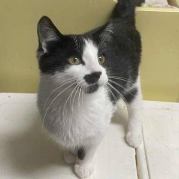 Rescue American Shorthair Cats for Adoption in Philippi, West Virginia - Boogie | PetCurious