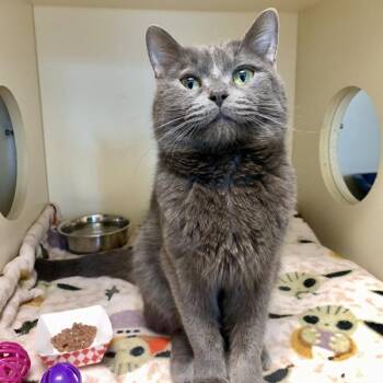 Domestic Short Hair Cats Available for Adoption in Silverdale, Washington - Sea Captain Chips | PetCurious