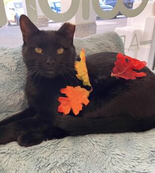 Fig -  Domestic Short Hair Cat for Adoption in Dublin, Ohio - Fig | PetCurious