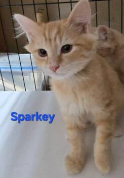 Rescue Domestic Short Hair Cats for Adoption in Buena Vista, Virginia - Sparkey | PetCurious