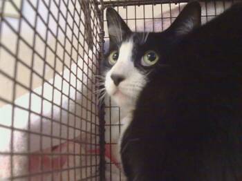 Domestic Short Hair Cats Available for Adoption - JOSEPHUS | PetCurious