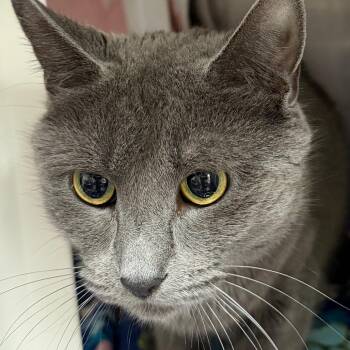 Domestic Short Hair Cats Available for Adoption in Middlebury, Vermont - Whiskers | PetCurious
