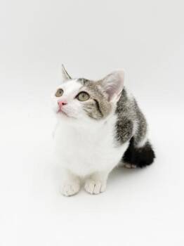 Willow -  Domestic Medium Hair and Domestic Short Hair Cat for Adoption in Bowling Green, Kentucky - Willow | PetCurious