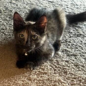 Alicia -  Domestic Medium Hair Cat for Adoption in Wahiawa, Hawaii - Alicia | PetCurious