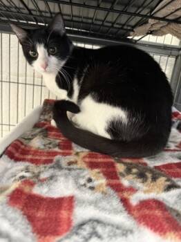 Rescue Domestic Short Hair Cats for Adoption in Norfolk, Virginia - Aurora | PetCurious