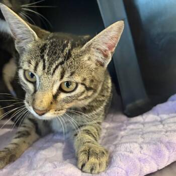 Dune -  Domestic Short Hair Cat for Adoption in Spokane, Washington - Dune | PetCurious