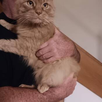 Simba -  Maine Coon Cat for Adoption in North East, Maryland - Simba | PetCurious