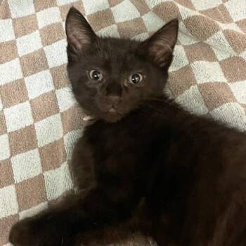 Gradius -  Domestic Short Hair Cat for Adoption in Walnut Creek, California - Gradius | PetCurious