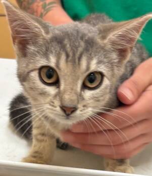 Rescue Domestic Short Hair Cats for Adoption in Elizabethton, Tennessee - OCEANA | PetCurious